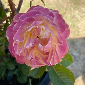 Meet your Posher, Sheila